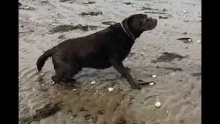 Chocolate Labrador Shaking