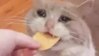 Sad music for sad cat eating a Pringle