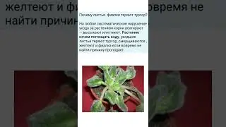 Почему фиалки начинают пропадать