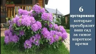 ❀ 6 кустарников, которые преобразят ваш сад за самое короткое время