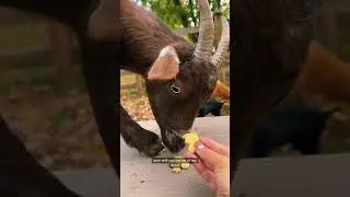 Let’s feed baby goats
