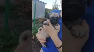 Петровский Фаворит ОЛЬХА. Свободна. Документы РКФ.
