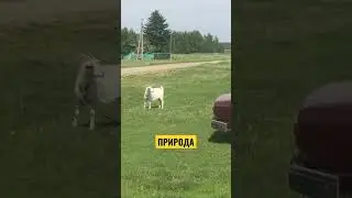ДЕРЕВНЯ В РОССИИ. 