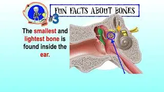 Fun Facts About Bones