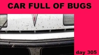 CAR FULL OF BUGS!! day 305 (9/7/2015)