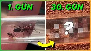 Evde Çöl Karıncası Beslemek | CATAGLYPHİS NODUS