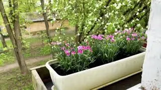 КЛУМБА НА ПОДОКОННИКЕ / уют за окном