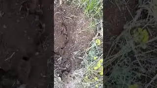 Просто поднял камень в лесу.