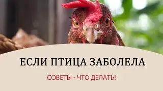 БОЛЕЗНИ КУР - советы! Что делать, когда заболела курица? \\ Советы универсальны и для других птиц!