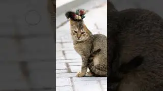Cat + Camel ,,,