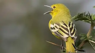 Sirpo atau citu.sirtu gacor FIGHTER