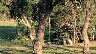 Dove hunt Sept. 17 2022 with two of my buds…..