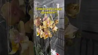#орхидеи