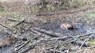 Олени принимают грязевые ванны