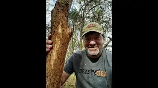 How far back from sign or food are bucks bedded?
