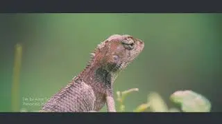 Dragon in the garden