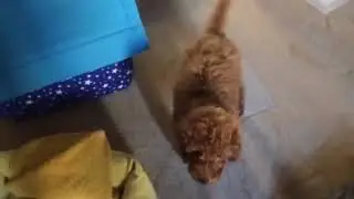 У Бони появился брат )