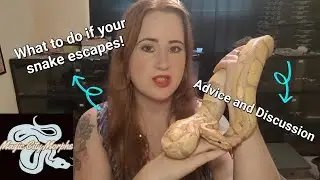 Education & Awareness: Escaping Snakes 🐍