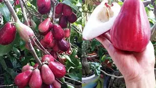 TIPS Menanam JAMBU BOL JAMAIKA Cepat Berbuah Banyak dan Lebat di POT - How to Grow Guava Bol