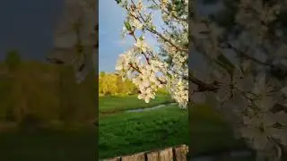 Авылда яз