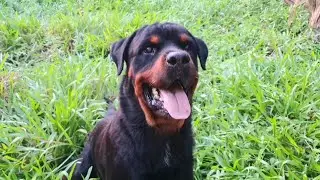 Rottweiler 8 tuổi mà khỏe như 8 tháng| Marvin  nay diễn hơi nhiều