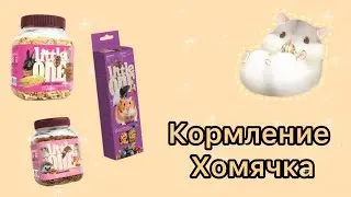КОРМЛЕНИЕ ХОМЯЧКА 🐹🌾🍎
