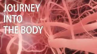 Journey into the body | medical animation | trade show animation