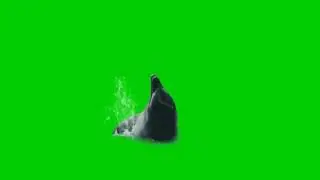 Dolphin Green Screen | Free download green screen background