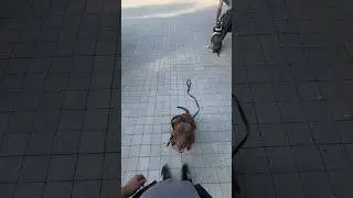 Продолжаем работать и учим не реагировать на собак#питбультор #дрессировкасобаксолигорск