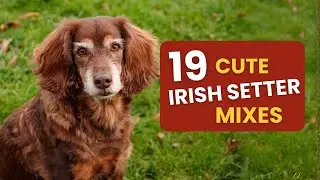 19 Irish Setter Mixes | Cute Canine Combos!