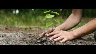 Forêt Authentik
