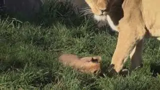 Lion Cubs Outside