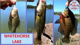 Whitehorse Lake Fishing - Bass, Crappie, Bluegill - Williams, AZ - Flagstaff - White Horse Lake