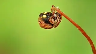 Prosumer Lensbong Indo Variable Magnification Macro Phone Lens Samples