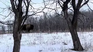 JRGS Super Trophy Bull