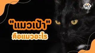 แมวเป้า แมวผี เรื่องราวลี้ลับสุดสยองขวัญ | นุดรู้ไหม EP.10
