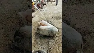 Спека