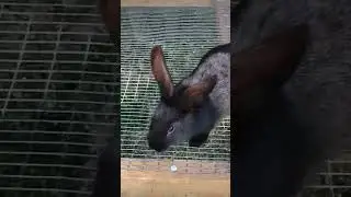 Кролики в деревне...