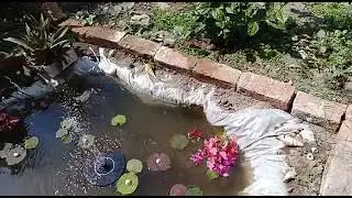 क्या हमारा यह कमल कुण्ड गौरैया के लिए भी उपयोगी होगा