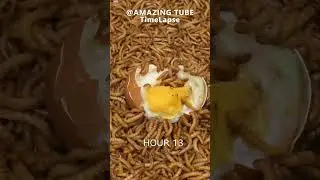 5000 Worms Eating Egg