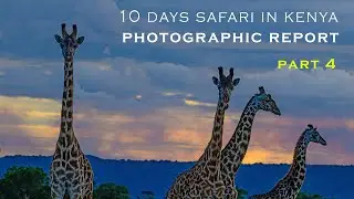 Rare Natural History Moment    Photo Story Day 4 II Maasai Mara Safari