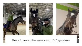 Новый молодой конь. Знакомство с Габардином