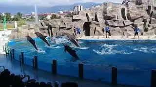 Super delfinler