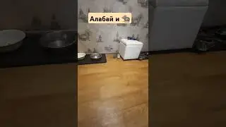 #буднипсихолога #зоопсихология #собака #животные #алабай #крысы #помощьпсихолога #хочувтренды