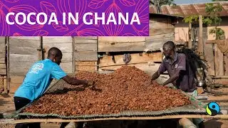 Cocoa in Ghana