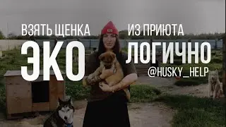 Взять собаку из приюта ЭКО ЛОГИЧНО. Фильм о приюте ​⁠