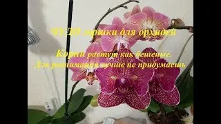 ЧУДО горшки для орхидей. КОРНИ растут как бешеные!!!