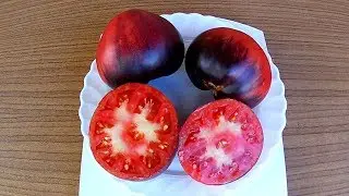 Sgt Pepper. Tomato - Sergeant Pepper