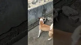 Dog and cat fight 🏴‍☠️