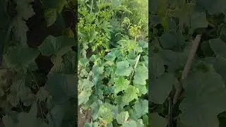 #fishing #shortvideo #реки #деревенскийвыходной #огород #деревенскаяжизнь #деревня
